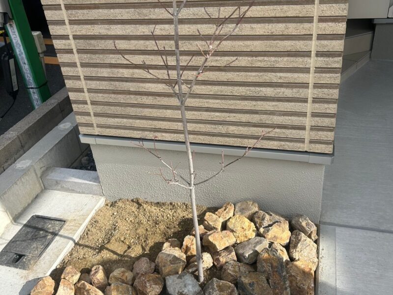 栗石で仕上げたハナミズキの植栽スペース