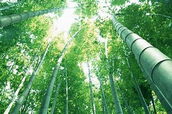 一宮の外構工事でも多く使われる竹の種類とそれぞれの魅力