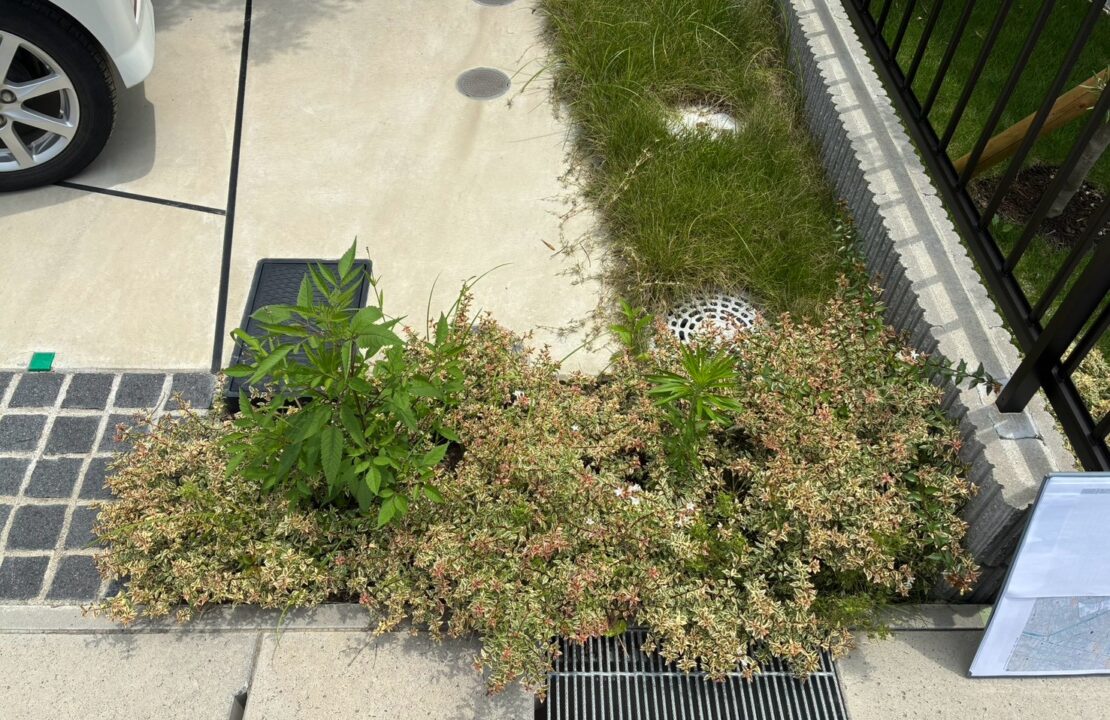 植え込みを撤去する前の様子