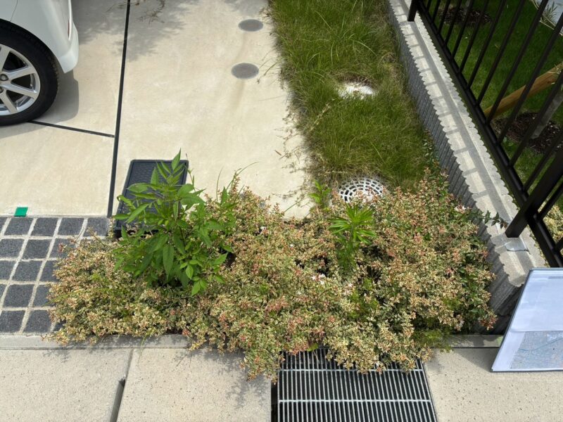 植え込みを撤去する前の様子