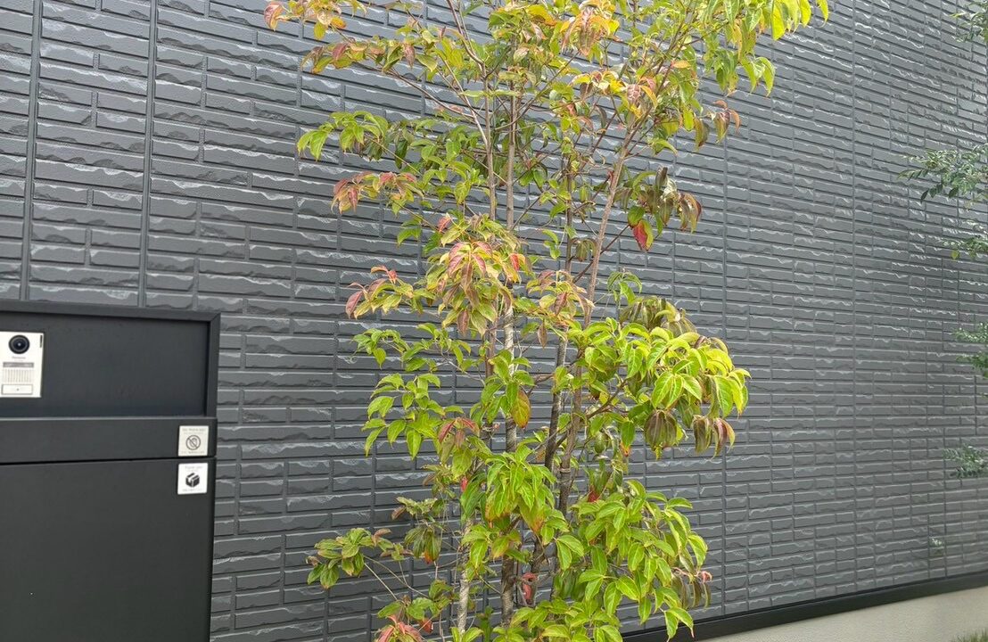 撤去した植栽