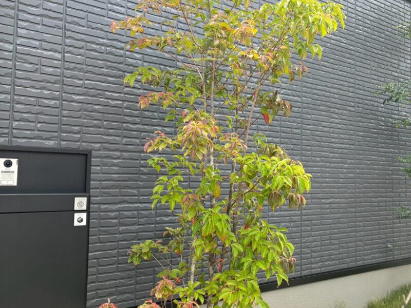 撤去した植栽